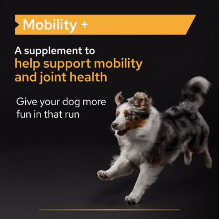 PRO PLAN Συμπλήρωμα Διατροφής Dog Adult Mobility Supplement Σκόνη 60gr PRO PLAN Sumpliroma Diatrofis Dog Adult Mobility Supplement Skoni 60gr